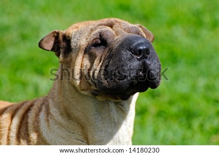 beautiful Shar pei dog posing at a dog show