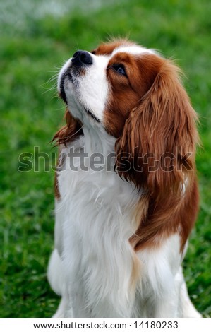 beautiful Cavalier King Charles Spaniel  dog posing at a dog show