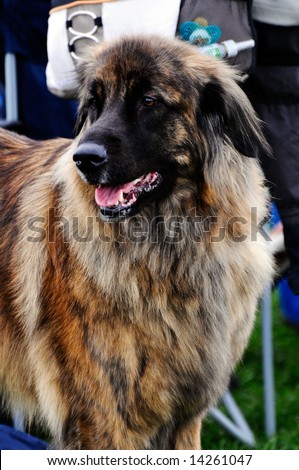 beautiful Leonberger dog posing at a dog show