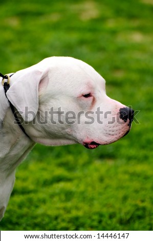 Argentine Dogo Dogs