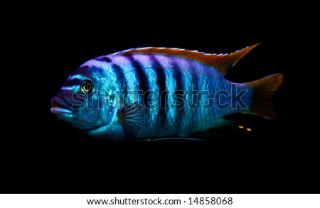 colorful tropical fish of the cichlid family from lake Malawi