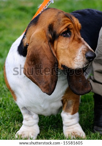 beautiful Basset Hound Dog posing at a dog show
