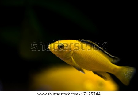 tropical yellow fish from lake malawi, africa