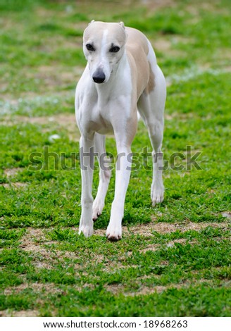 beautiful greyhound dog posing at a dog show