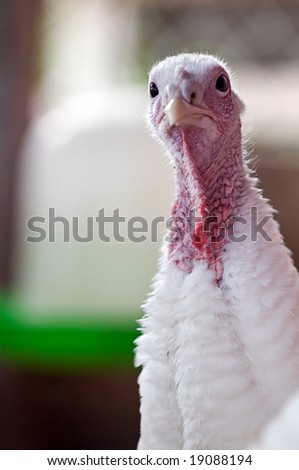 close up of a colorful turkey