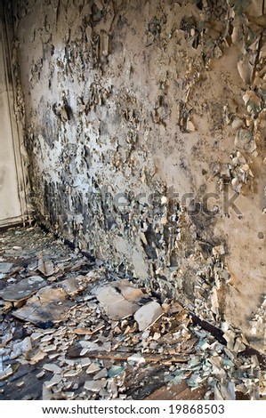 interiors of a neglected house in really bad condition  filled with mold and devastation