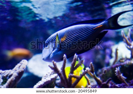 underwater image of a tropical marine fish