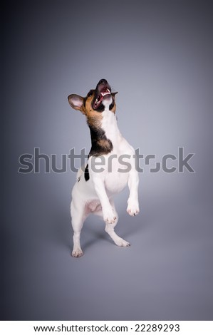 studio shot of a cute jack russell terrier