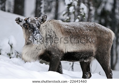 Reindeer in its natural habitat in the north of Sweden