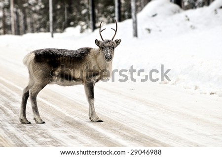 Reindeer in its natural habitat in the north of Sweden