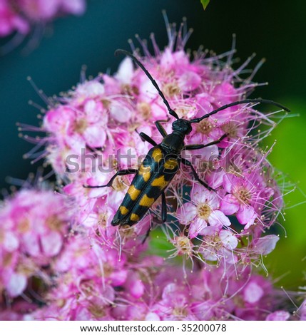 A black and yellow insect sitting on a fresh pink summer flower