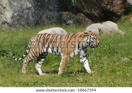 a large striped tiger in a summer setting
