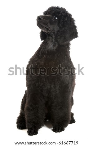 a standard poodle male puppy on white background
