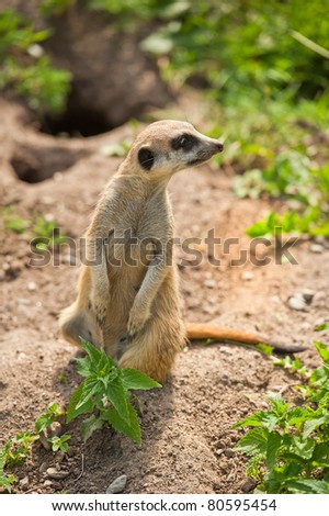 a curious meerkat (Suricata suricatta) standing up