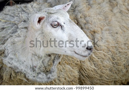 an old sheep on a rural farm