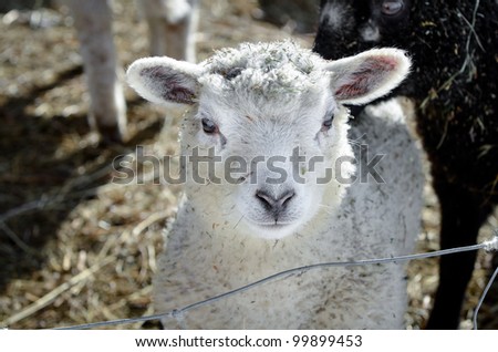 a cute little lamb on a farm