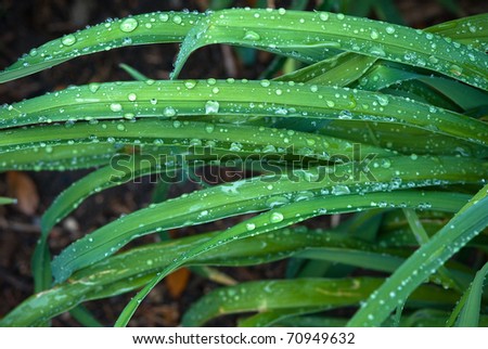 Blades of Grass with Morning Dew