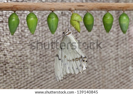 Paper Kite or Rice Butterfly (Idea leuconoe) on Morpho Butterfly cocoon