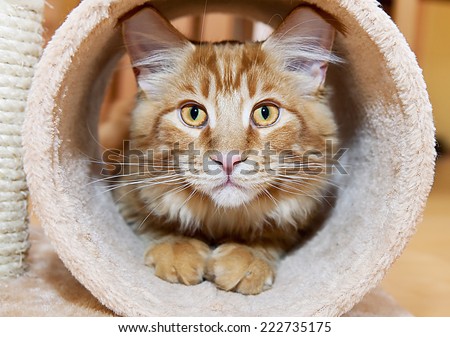 Maine Coon Kitten in tube of scratching post