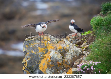 Two Puffins on Iceland Latrabjard cliff