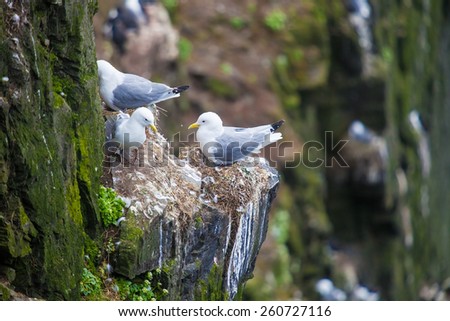 Kittiwake sittig on a nest with two eggs, Iceland cliff