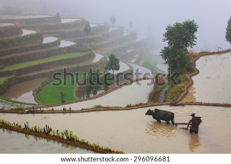 Asian farmer working with his buffalo on terraced rice field in China