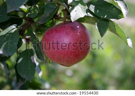 Apples - tasty, good, nutritious fruit, rich in vitamins, iron, magnesium and other trace elements.