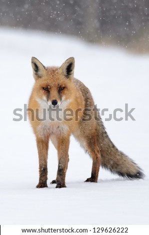 A red fox (Vulpes vulpes) standing in the snow.