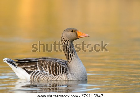 Greylag Goose (Anser anser) swimming.