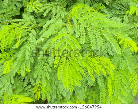 Green leaf,Tamarind,Tree,