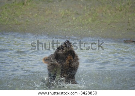 A brown bear shaking his head while playing in the water.