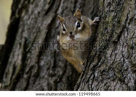 Eastern Chipmunk peaking out from a tree.
