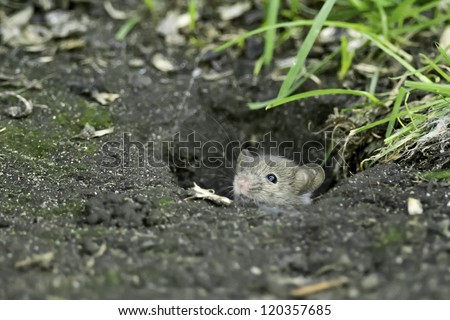 House Mouse sticking its head out of a hole in the ground.