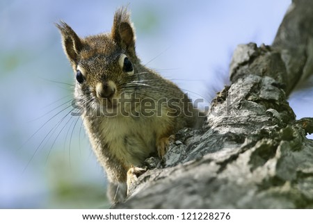 North American Red Squirrel standing on a log looking at the viewer.