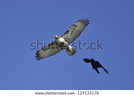 Red-tailed Hawk flying across the sky being harassed by an American Crow.