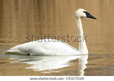 Trumpeter Swan swimming across open water.