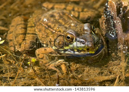 Northern Green Frog in a pond.