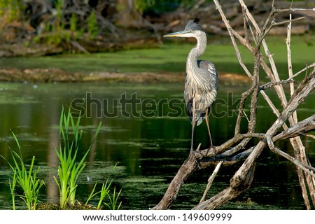 Great Blue Heron standing on some dead branches looking out over a pond.