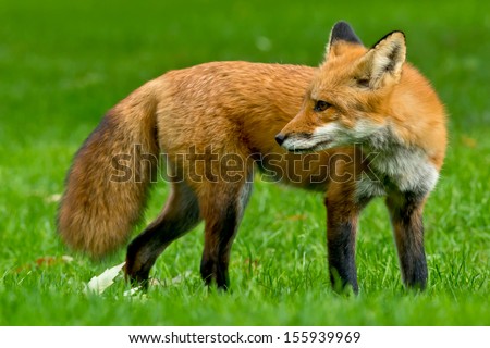 Red Fox standing watch on a manicured lawn.