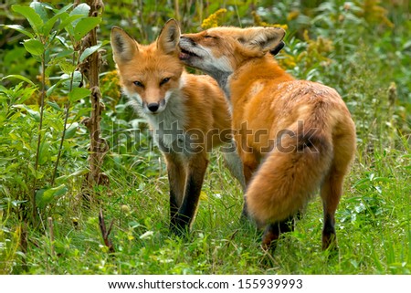 Red Fox kissing the ear of it\'s mate.