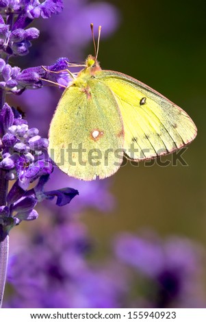 Clouded Sulphur Butterfly perched on a purple flower.