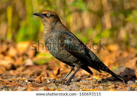 Rusty Blackbird standing on a gravel path.