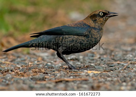 Rusty Blackbird standing on a gravel path.