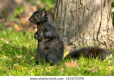 Black Squirrel standing up straight at the base of a tree.