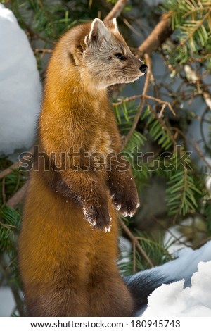 Pine Marten standing on its hind legs looking to the right.