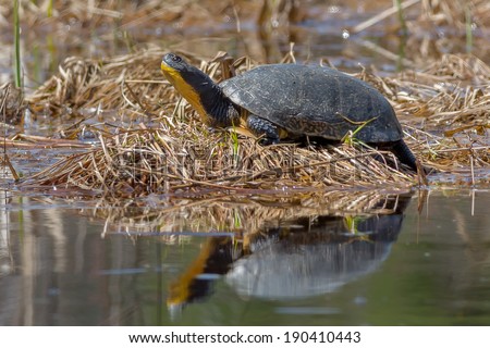 Blanding\'s Turtle sunning at the edge of the water.