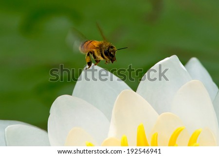 Western Honey Bee flying into a water lily.