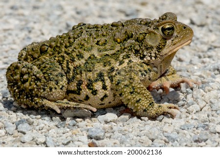 American Toad on a gravel path basking in the sun.