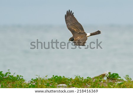 Northern Harrier flying low over the ground searching for a meal.