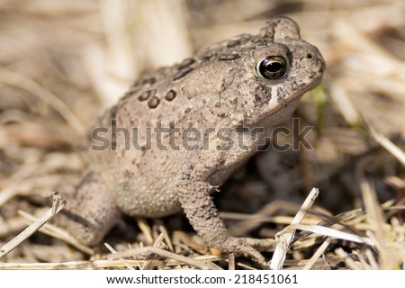 American Toad basking in the sun in the dead grass.